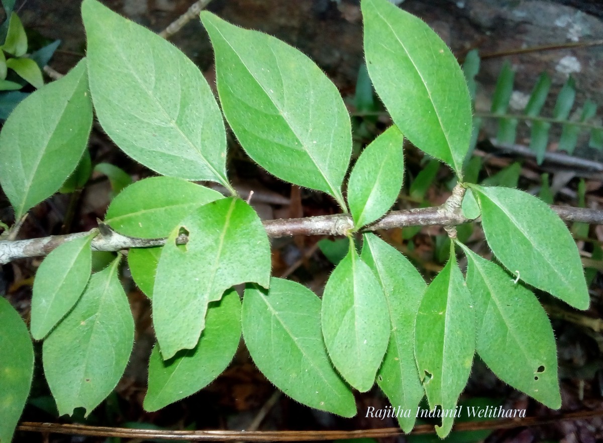 Canthium coromandelicum (Burm.f.) Alston